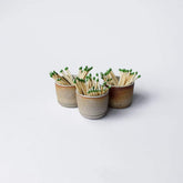 Hanselmann Pottery Match Strikers