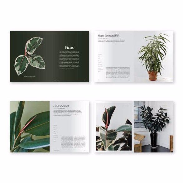 Preview pages of "PLANTOPEDIA: THE DEFINITIVE GUIDE TO HOUSEPLANTS." Co-authored by Lauren Camilleri and Sophia Kaplan. Published by Random House Books.